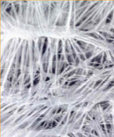 Структура мембраны